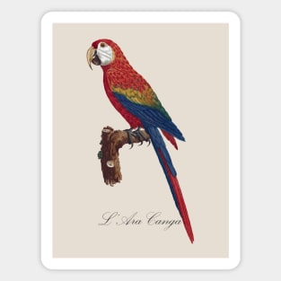 Scarlet Macaw Parrot / L' Ara Canga - Jacques Barraband 19th century Illustration Magnet